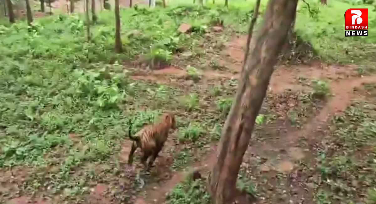 रांची से रेस्क्यू बाघ को पलामू टाइगर रिजर्व में छोड़ा