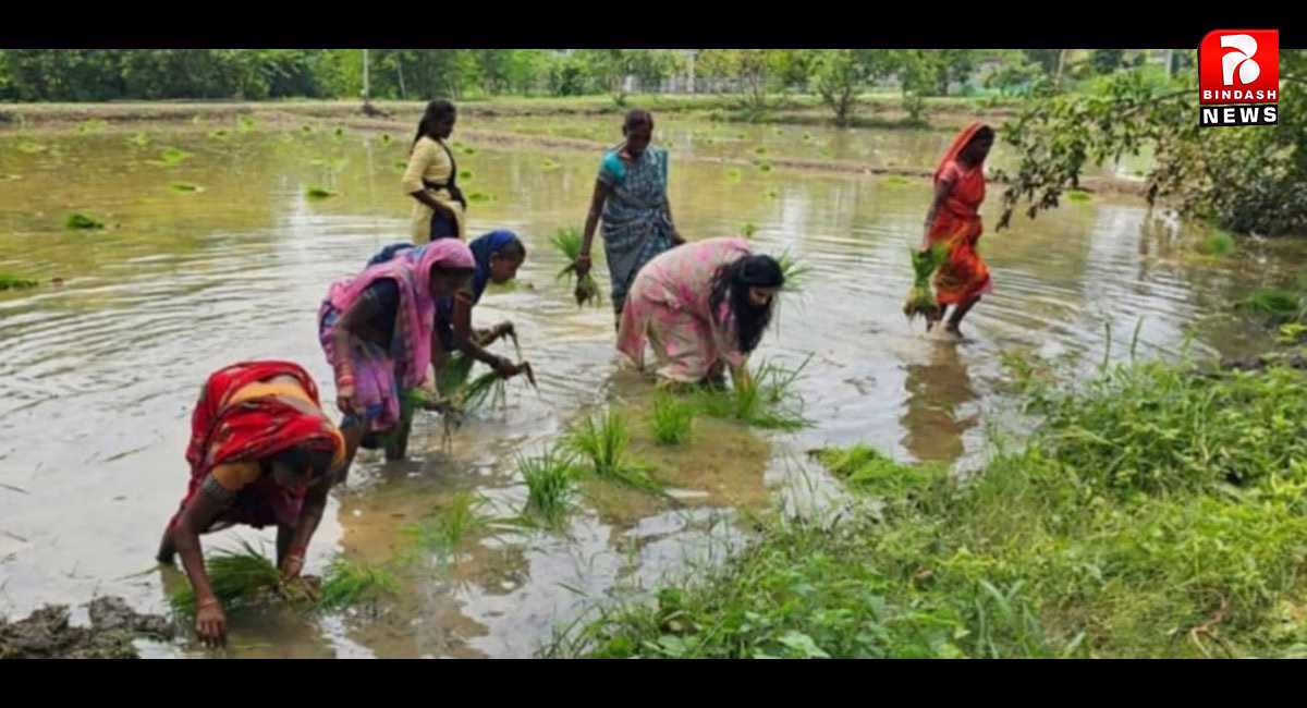 लेडी सिंघम ने की धान की रोपनी