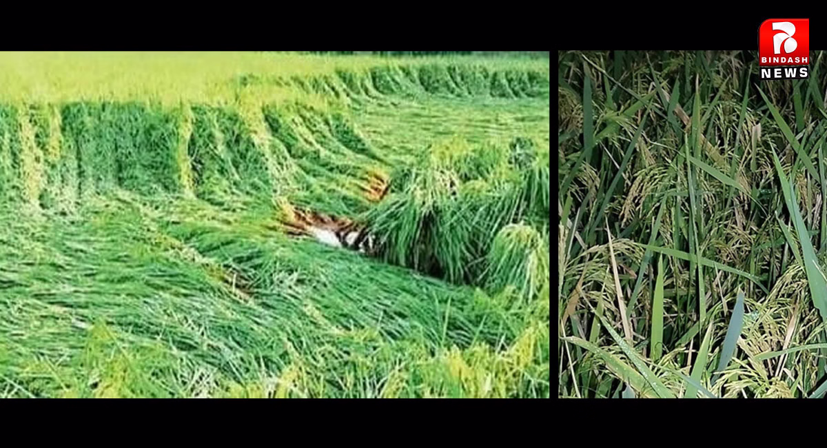 लगातार हो रही बारिश से करोड़ों के धान की फसल बर्बाद होने की कगार पर