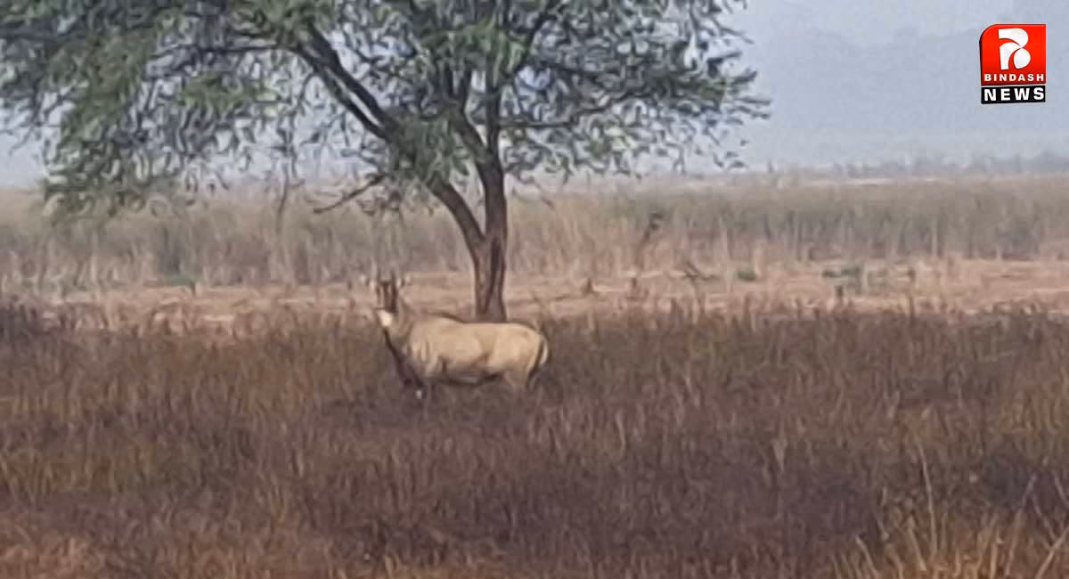 पलामू में नीलगाय बनी बड़ी समस्या : सर्वे रिपोर्ट में चौंकाने वाले खुलासे